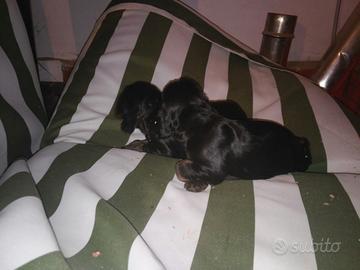 Cuccioli Cocker Spaniel