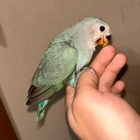 Inseparabile allevato a mano