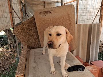 Labrador