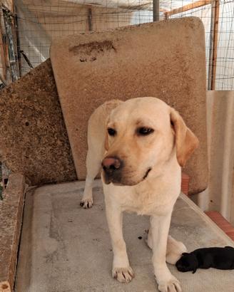 Labrador