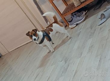 Cuccioli di jack Russell