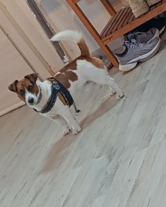 Cuccioli di jack Russell