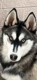 Siberian husky