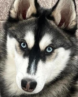 Siberian husky