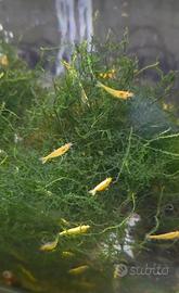 Neocaridina yellow neon