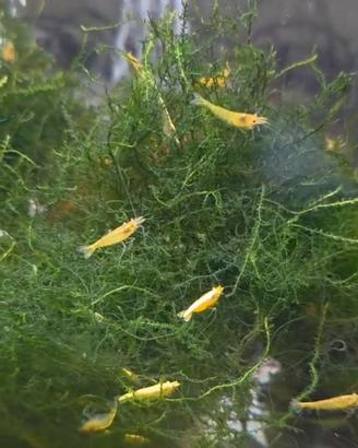 Neocaridina yellow neon