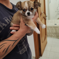 Cuccioli chihuahua