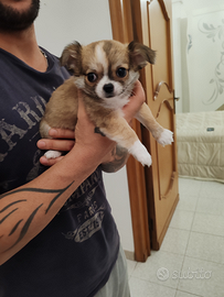 Cuccioli chihuahua