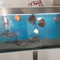 acquario 300 litri 