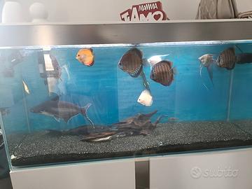 acquario 300 litri 