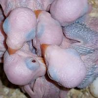 Parrocchetto dal collare viola