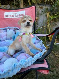Chihuahua in miniatura