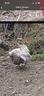 galline-ovaiole-diverse-razze