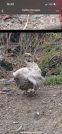 Galline ovaiole diverse razze