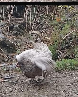 Galline ovaiole diverse razze