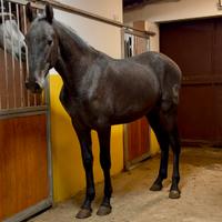 Cavallo spagnolo p.r.e