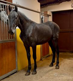 Cavallo spagnolo p.r.e