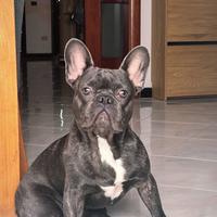 Annuncio di Monta - Bulldog Francese