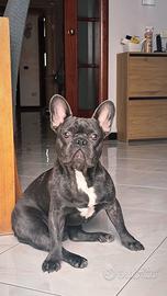 Annuncio di Monta - Bulldog Francese