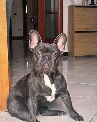 Annuncio di Monta - Bulldog Francese