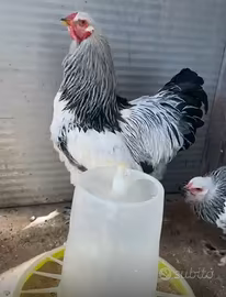 Gallo Brahma