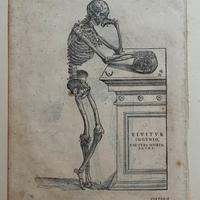 Incisione originale di Andrea Vesalio