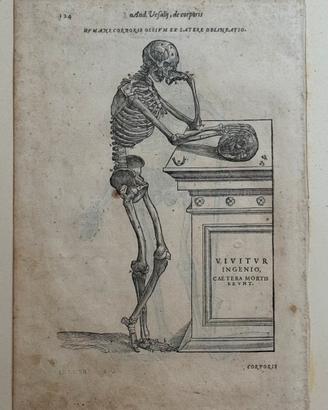 Incisione originale di Andrea Vesalio