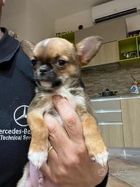 Chihuahua toy maschio