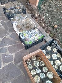 Vasetti di vetro Bormioli Roccoe non 