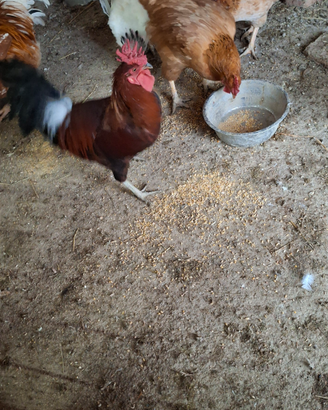 Gallo di razza