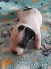 Cucciolo di Jack russell
