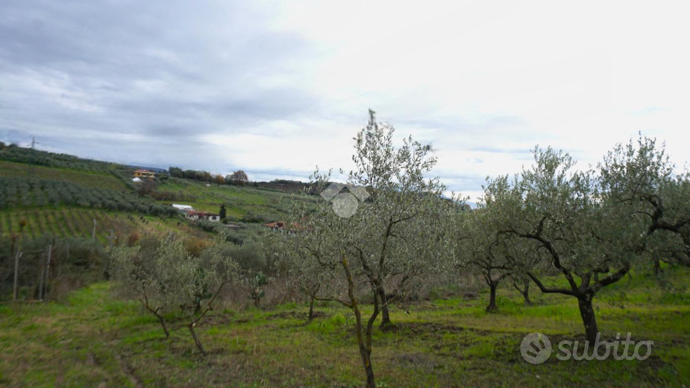 TER. AGRICOLO A MONTECORVINO PUGLIANO - Vista 3