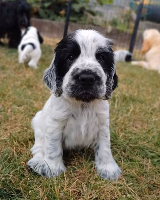 Cuccioli Cocker Spaniel Inglese