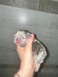 Cuccioli Bulldog francese