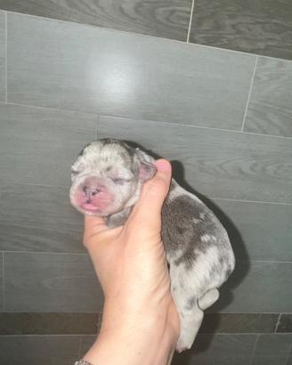 Cuccioli Bulldog francese