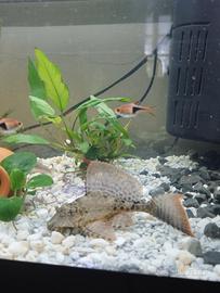 Pesce Pleco
