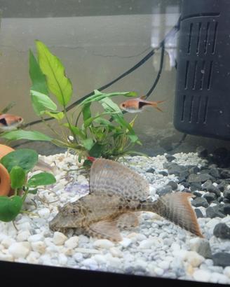 Pesce Pleco
