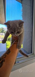 British Shorthair femmina con pedigree