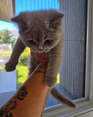 British Shorthair femmina con pedigree