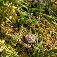 Tartarughe di terra con Certificati Cites