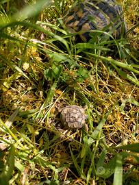 Tartarughe di terra con Certificati Cites