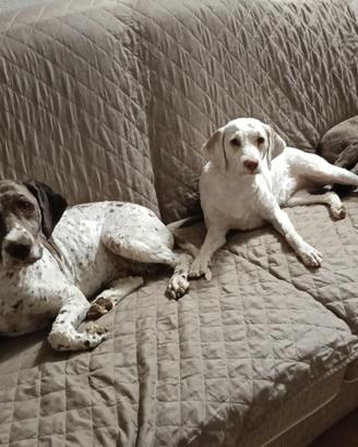 Cuccioli di Lagotto Romagnolo
