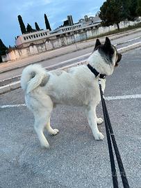 Akita per Monta