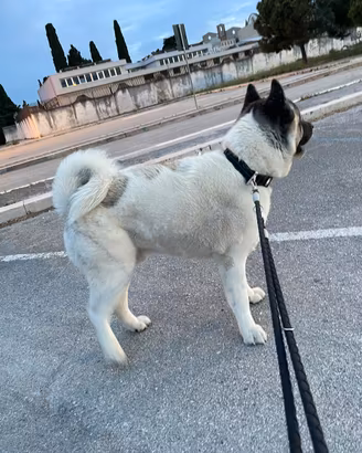Akita per Monta