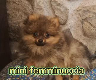 Pomerania Spitz tedesco nano