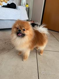 Volpino di Pomerania