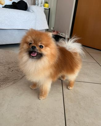 Volpino di Pomerania