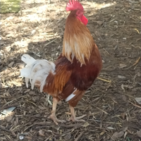 Gallo ramato