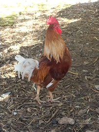 Gallo ramato