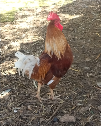 Gallo ramato